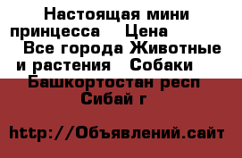 Настоящая мини принцесса  › Цена ­ 25 000 - Все города Животные и растения » Собаки   . Башкортостан респ.,Сибай г.